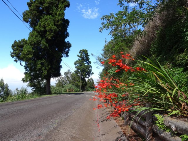 Belles couleurs orangées durant la période de floraison des montbreties