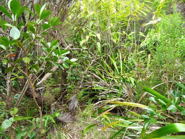 La touffe de bambou. Prendre à droite même si l'on ne voit pas le sentier