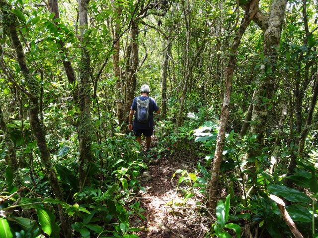 La forêt est parfois très belle à l'approche du piton