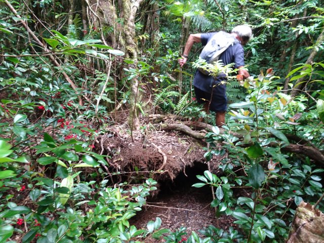 Au ciré jaune, enjamber les racines pour retrouver le sentier de descente