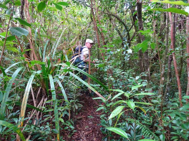 L'envahissement débute aussi ici