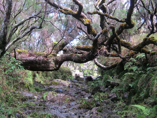 La traversée de la Ravine Coco et son grand tamarin