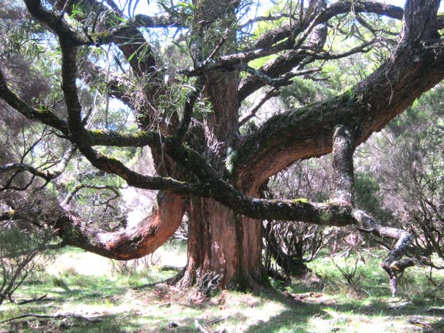 Un des magnifiques tamarins parmi la trentaine du même acabit