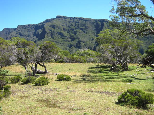 Une prairie naturelle au milieu des tamarins