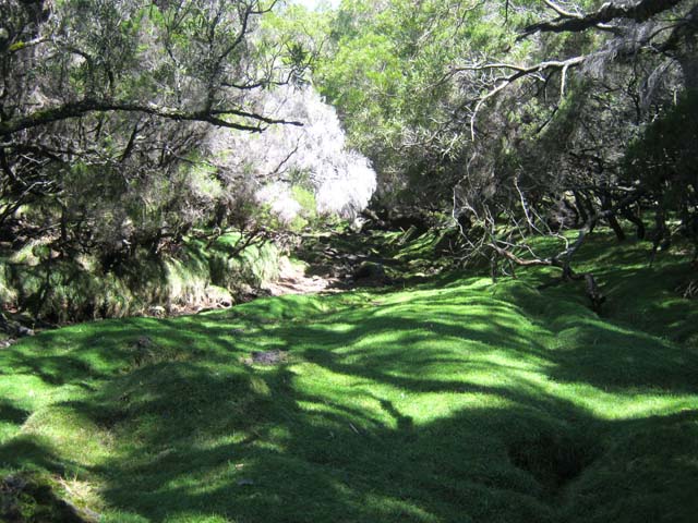 Fin de la boucle dans la Ravine de la Savane Cimetière couverte d'herbe rase
