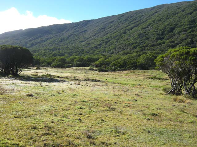 Prairie au petit matin et vue sur le Nez Coupé de Sainte-Rose