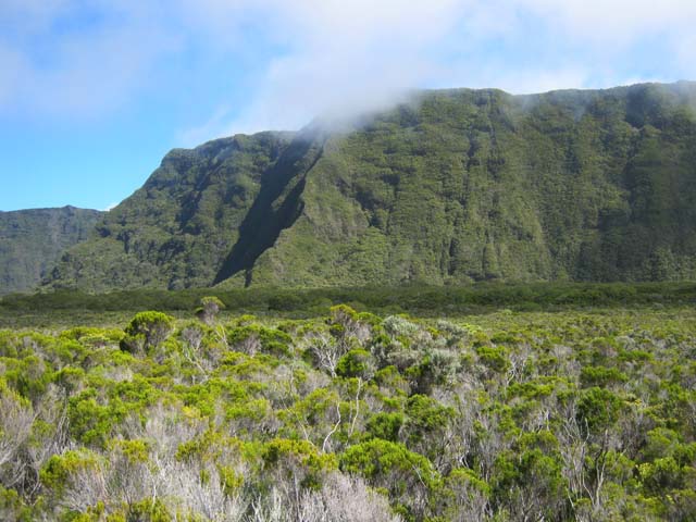 Dans les branles verts vers le Piton de la Rivière de l'Est