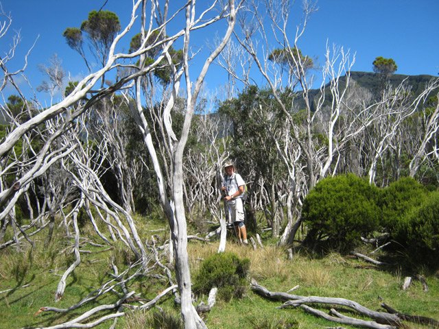 Plus triste, ces arbres morts qui laissent pousser l'herbe à leurs pieds