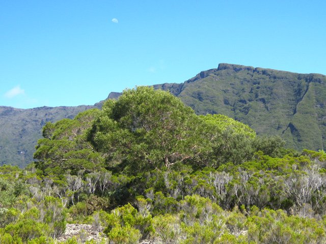 On devine les gros tamarins de loin