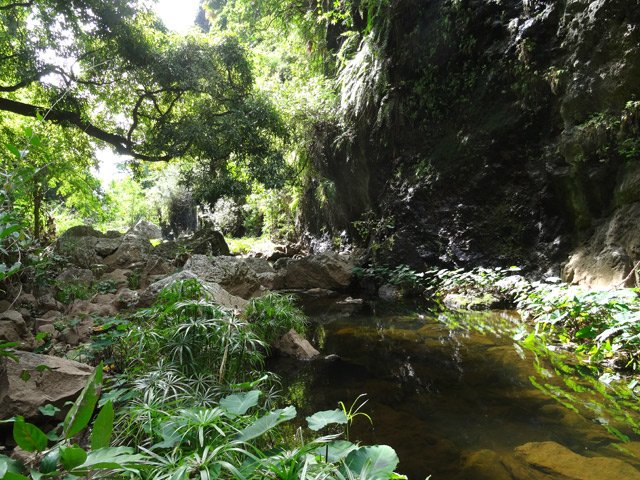 Un petit bassin entouré de papyrus