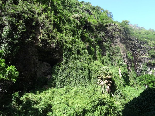 Les lianes boucheront bientôt les grottes sur la falaise en face