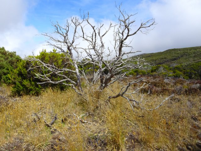 De nombreuses décennies sont nécessaires à la nature pour absorber les arbres morts