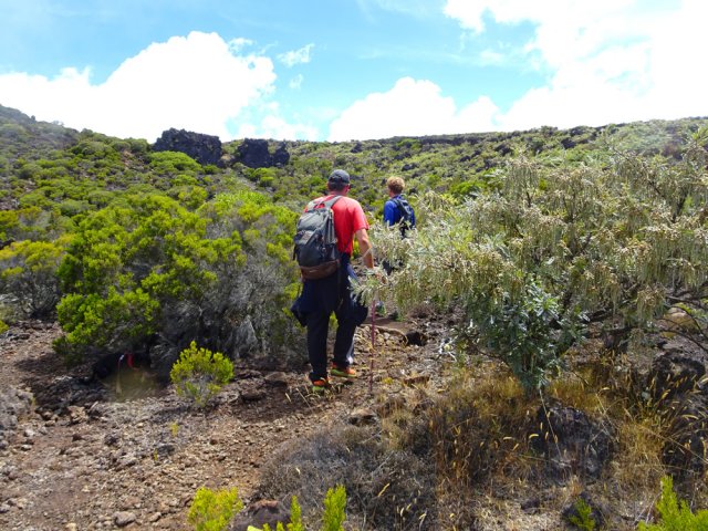 Superbe petit tamarin réussissant à survivre dans ce milieu aride