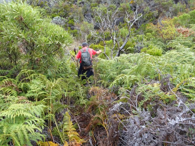 Il faut, à un moment, traverser les fougères pour atteindre un affluent à sec