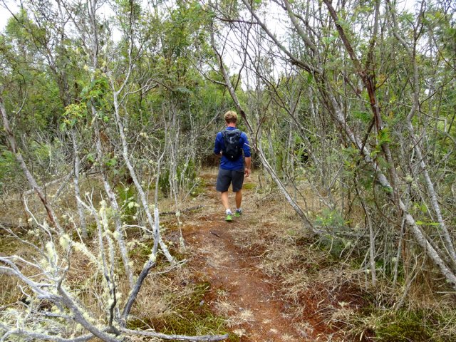 Sentier très bien marqué avant la RF des Tamarins