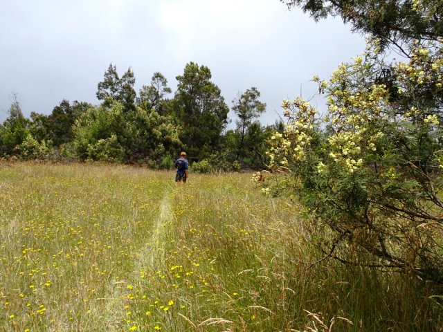 Une prairie naturelle bordée d'acacias noirs