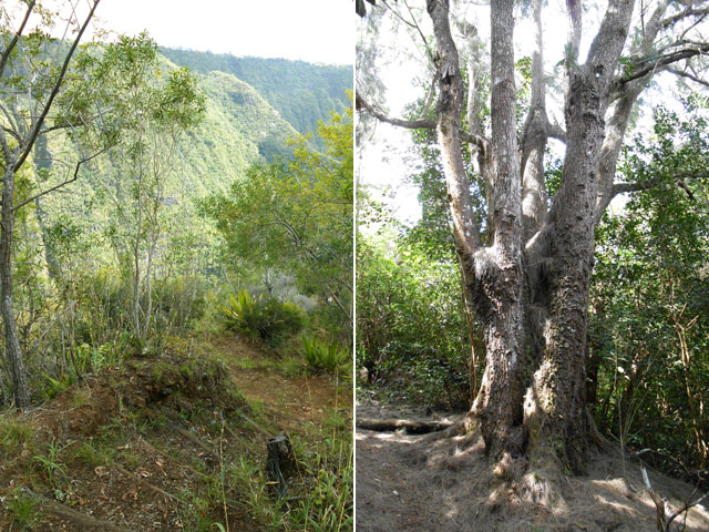 Sentier en bordure de rempart et gros filao centenaire
