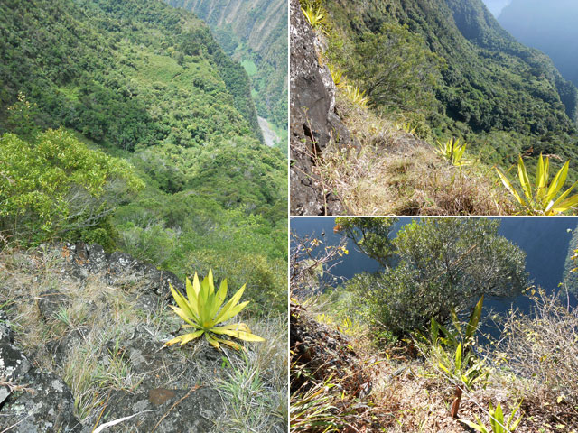 La photo ne rend pas la verticalité du sentier étroit , en lacets et soutenu de murettes