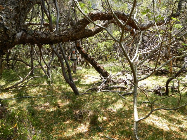 Cheminement en hors sentier sur l'herbe sous les tamarins