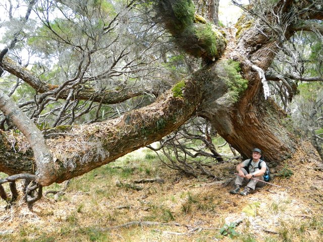 Une centaine de grands tamarins peuplent le fond de la Rivière de l'Est