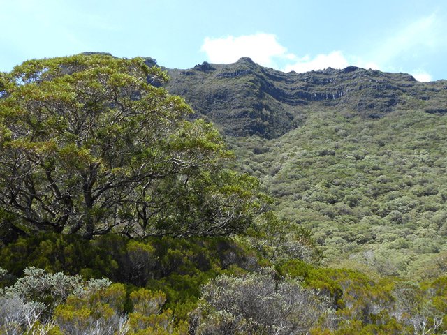 Déjà les premiers grands tamarins des Hauts