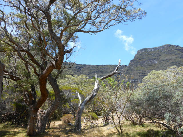 Les tamarins ne masquent pas totalement le Plateau des Basaltes