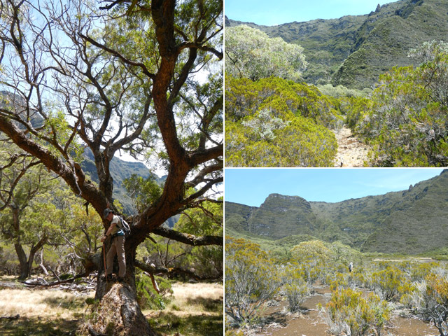 Tamarins et quelques idées de la végétation autour de la Savane du Rond
