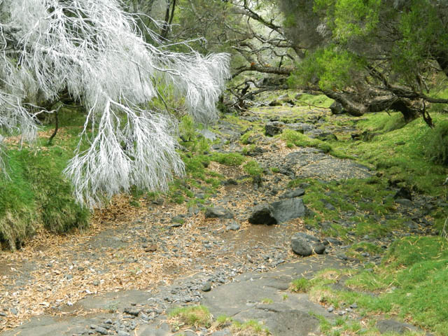 La Ravine de la Savane Cimetière comporte de belles surfaces herbeuses