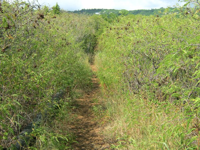 Une canalisation longe le sentier dans les zépinards