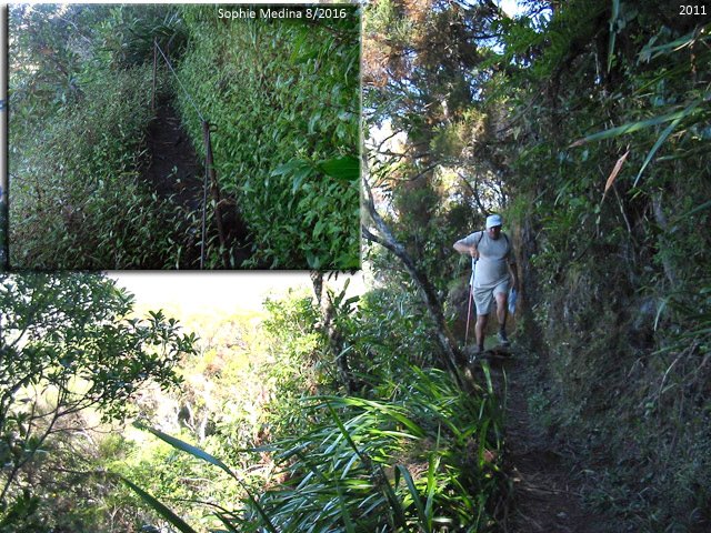 Le passage au-dessus du Bras Long s'est couvert de jouvences en quelques années