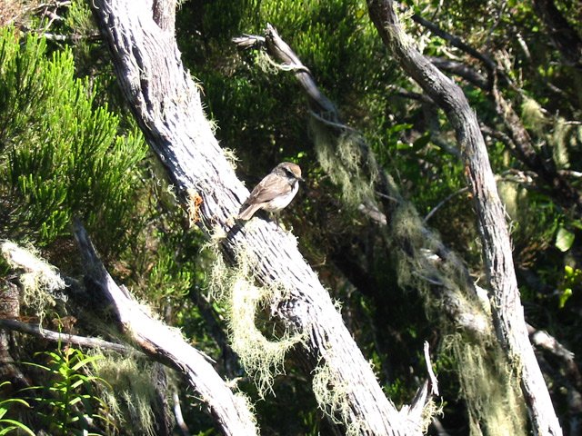 Un tec tec guette l'insecte depuis son branle vert couvert de barbes de Jupiter