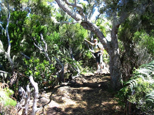 Plus haut, les tamarins font leur apparition