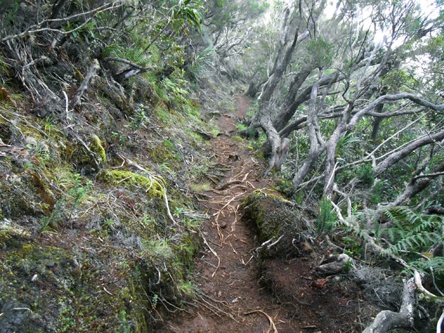 Les branles deviennent de plus en plus nombreux près d'un sentier creusé