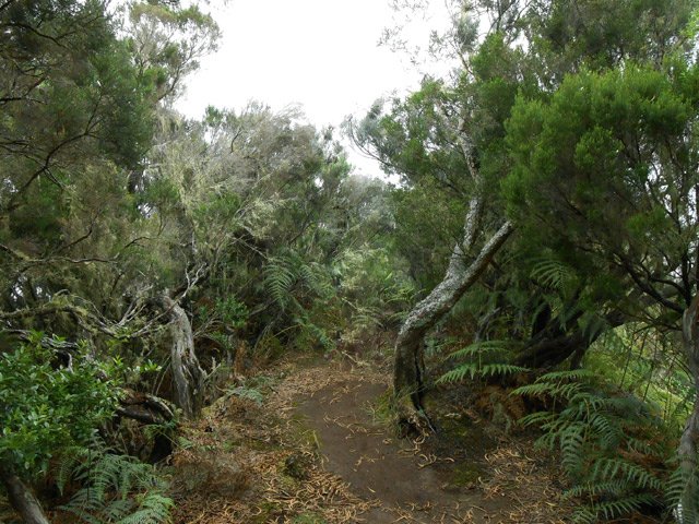 Les fougères envahissent les sous-bois et le bord du sentier