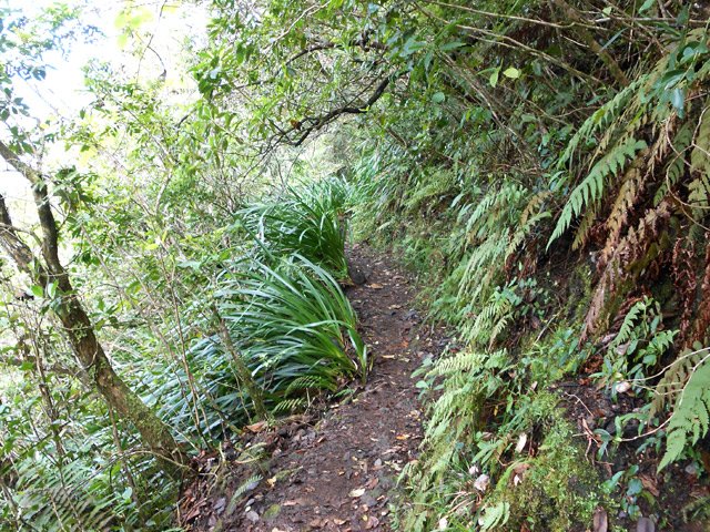 Les sabres et fougères ont remplacé les fougères