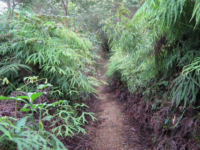 La piste de descente à 1000 m d'altitude, vers la Pièce Jeanne