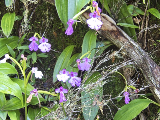 Un peu partout, des orchidées poussent sous les pieds. Attention à elles
