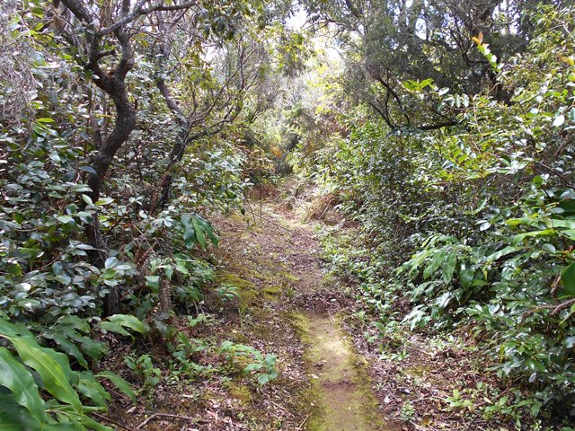 Beaucoup de fougères et de longoses mais le sentier est encore large