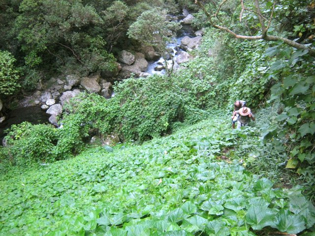 Traversée d'un grand champ sauvage de chouchous. Attention aux pieds dans les lianes