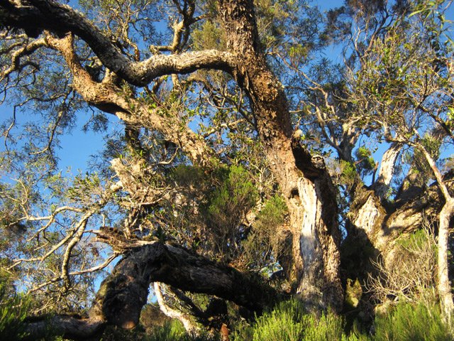 Beaux tamarins avec le lever du soleil