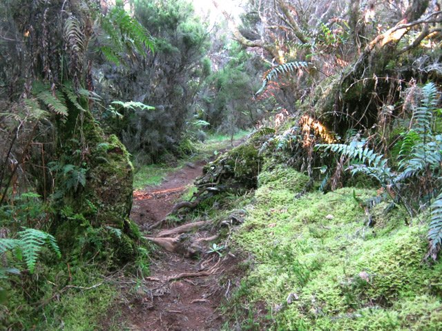 Sentier agréable dans la forêt primaire