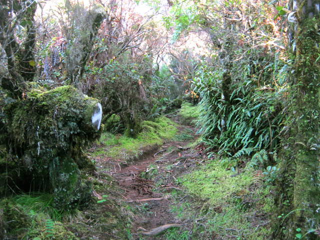 Le début du Sentier Mollaret dans les immenses branles verts