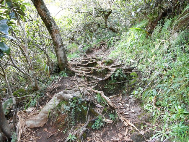 Le sentier de descente sur une portion avec racines