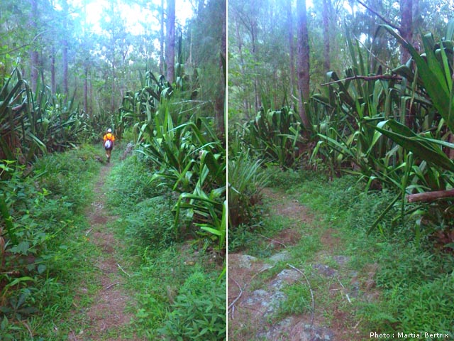 En route vers Cap Blanc sur le sentier bordé de chocas