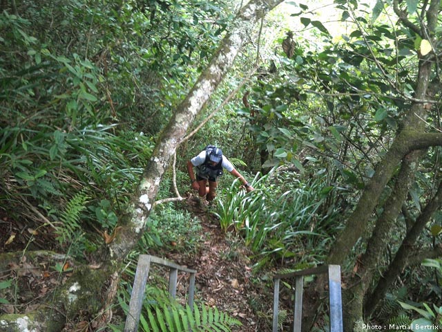 Le Sentier de l'Îlet Dimitile, étroit et pentu jusqu'à Grand Coude