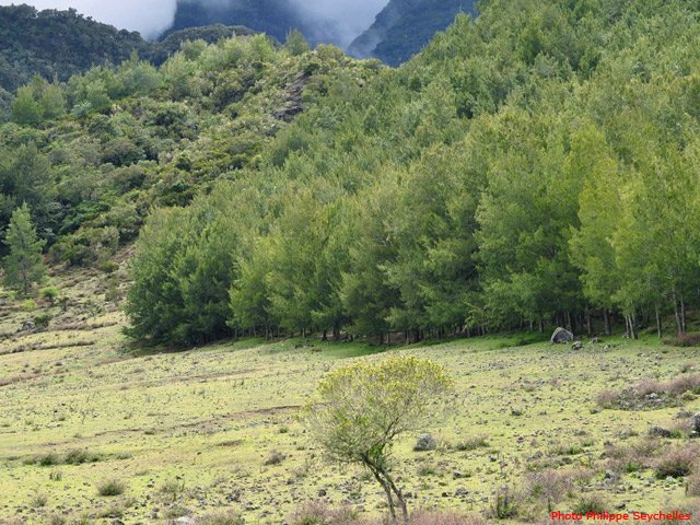 La forêt de filaos de la Plaine aux Sables