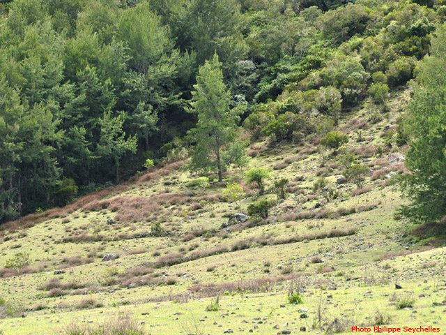 Clairière à la Plaine Aux Sables