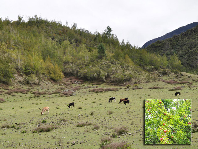 Les petites vaches de la Plaine aux Sables. Un prunier