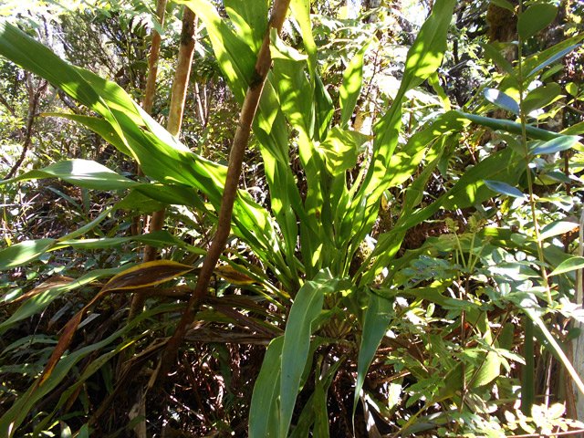 Un grand pied de canne marronne (Cordyline mauritiana)