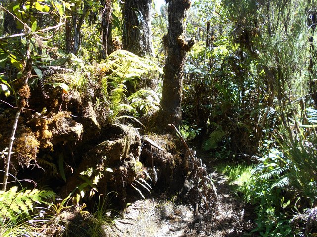 Enormes racines moussues en bord de sentier